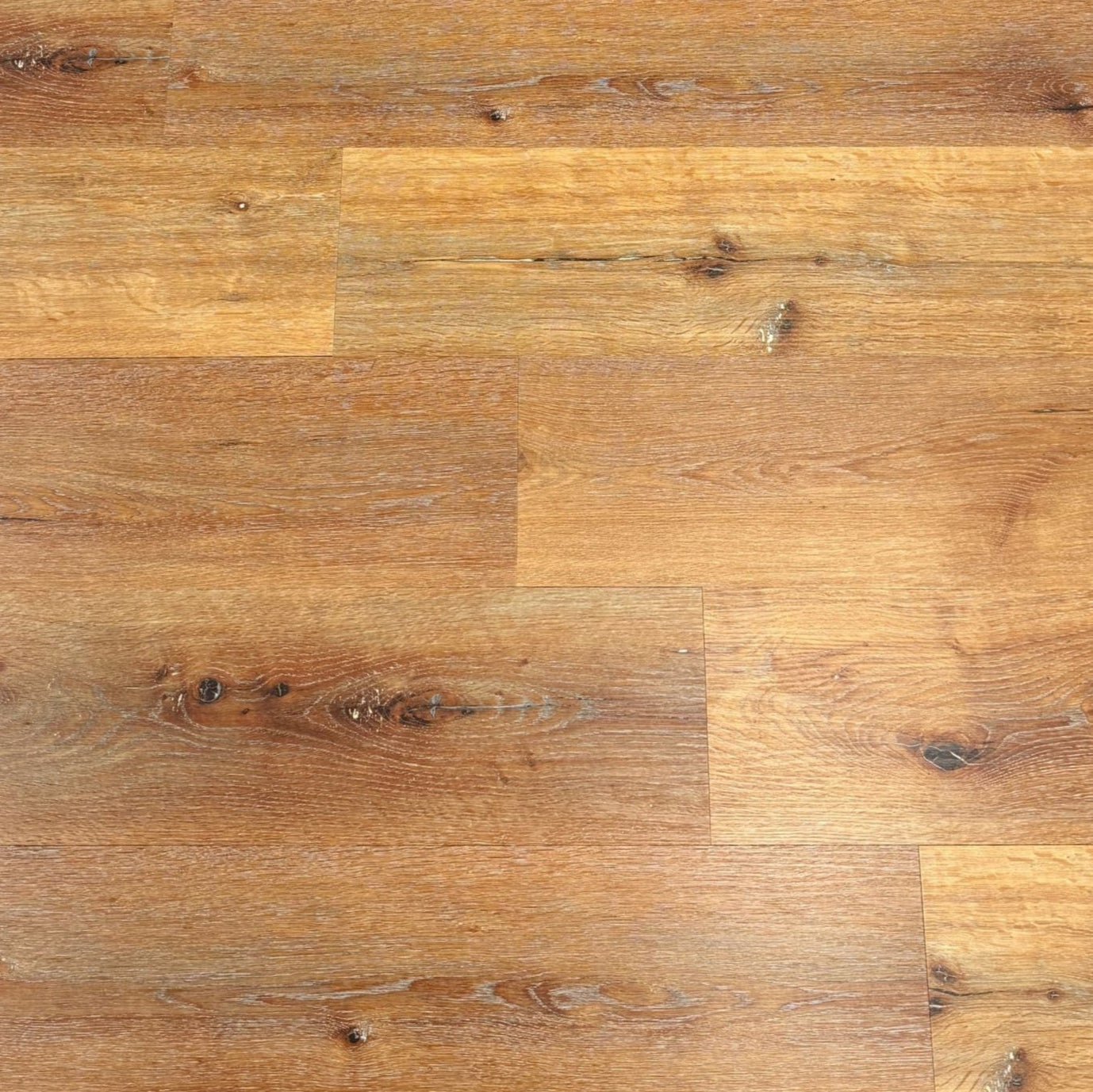 Sunlit Elm - Wholesale - Infinita